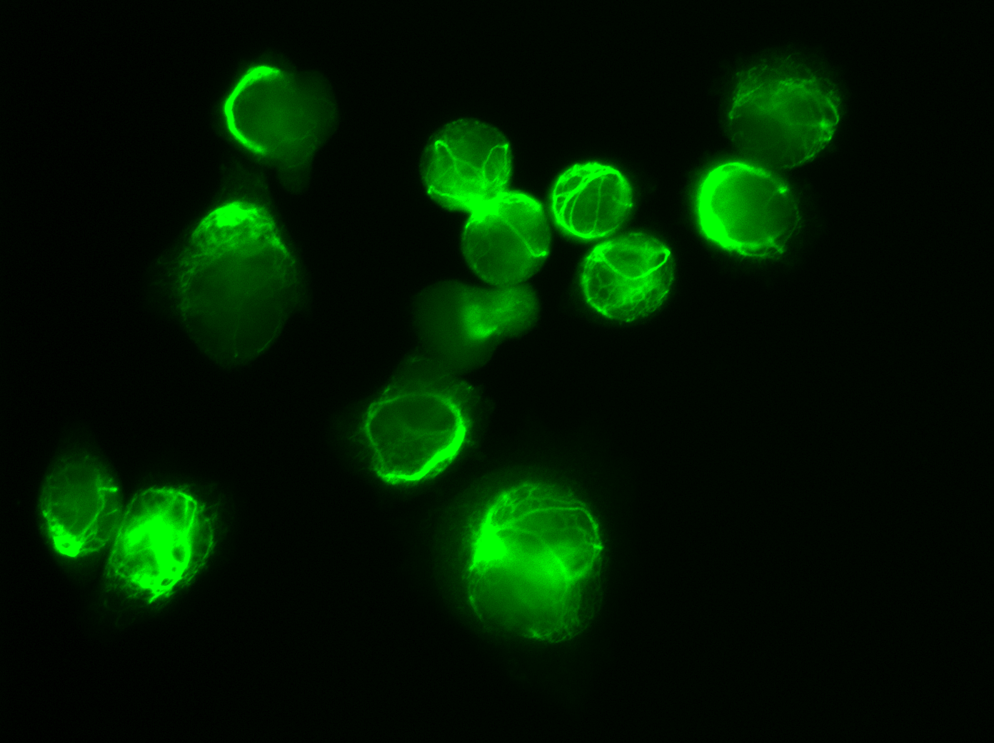 Description: Description: Description: Images/HeLaVim60XFITC.gif