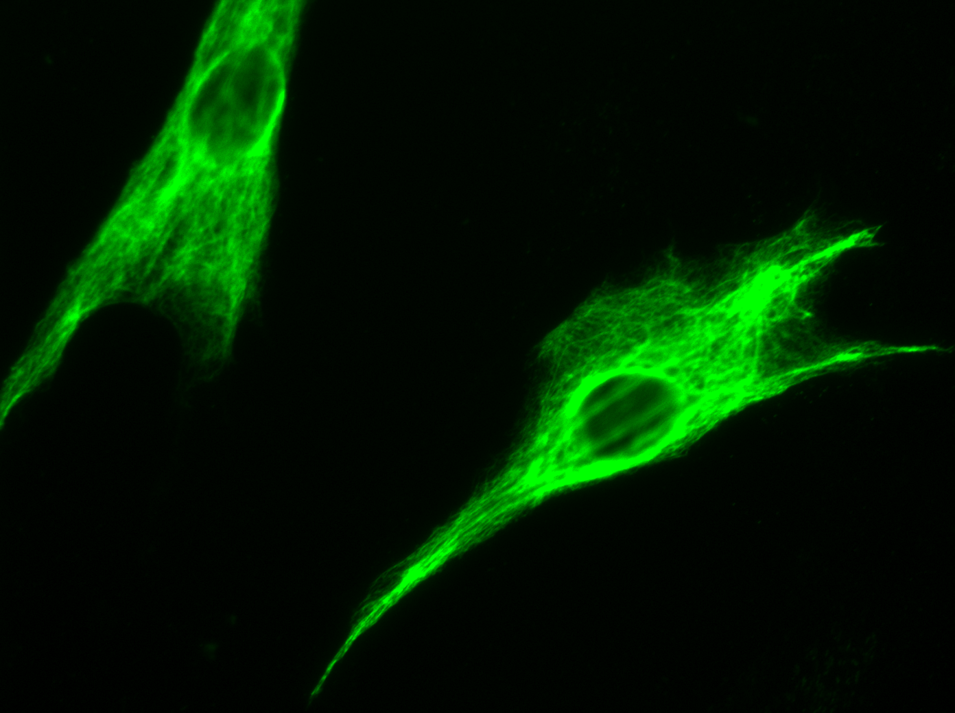 Description: Description: Description: Images/MRC5Vim60XFITC.gif