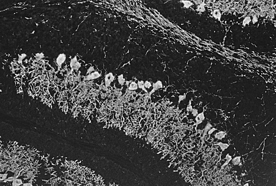 Description: Description: Description: Images/P10section.jpg