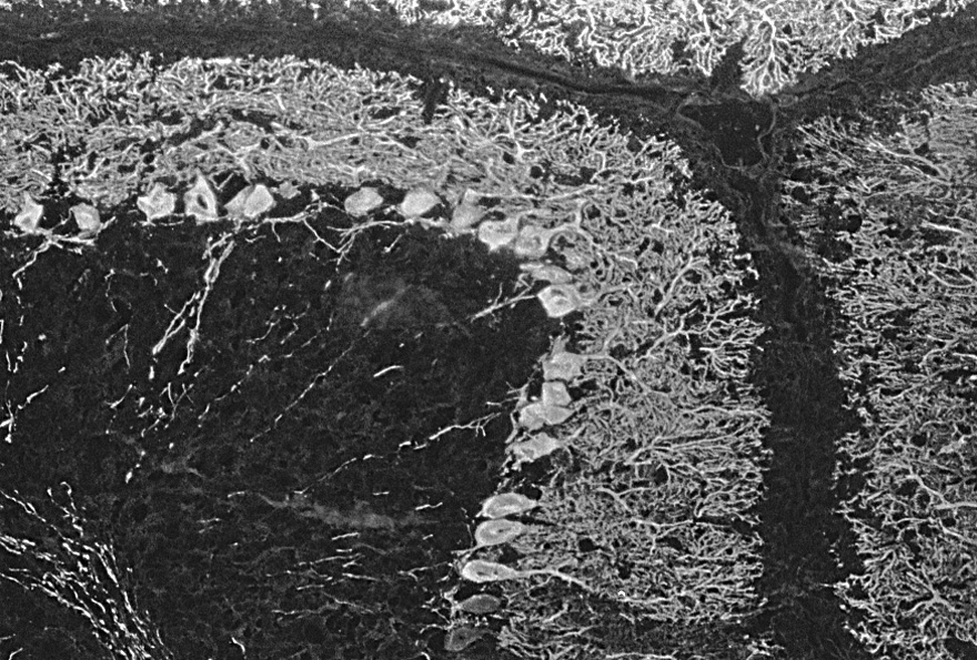 Description: Description: Description: Images/P15section.jpg