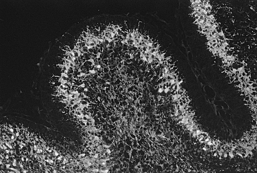 Description: Description: Description: Images/P1section.jpg