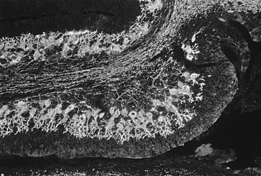 Description: Description: Description: Images/P5section.jpg