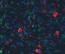 Description: Description: Description: Images/coculture.jpg